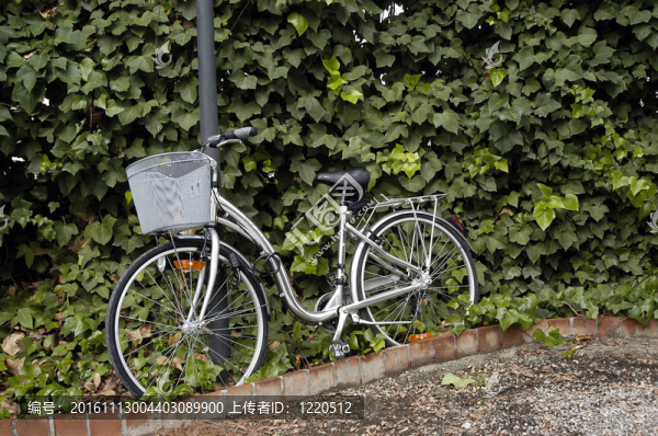 在一個(gè)有常春藤的花園里的自行車