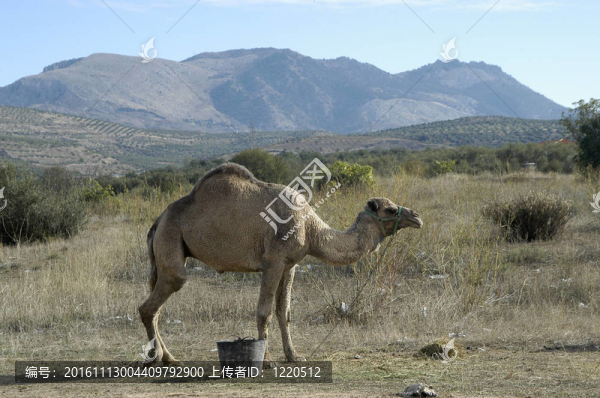 駱駝和駱駝-匯圖網(wǎng) www.fosd68.com 駱駝和駱駝