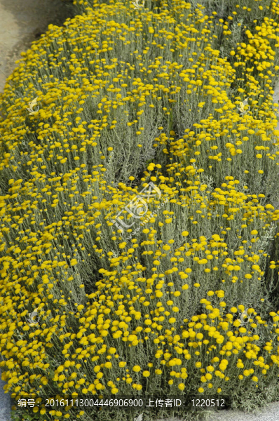 菊花在內(nèi)華達(dá)山脈