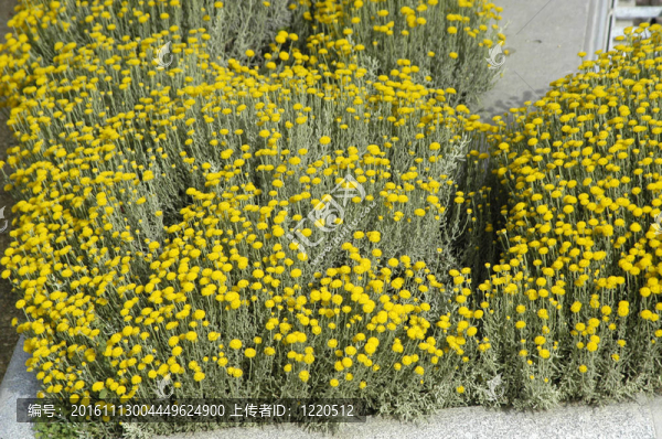 菊花在內(nèi)華達(dá)山脈