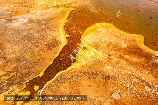 Yellowstone的嗜熱細(xì)菌