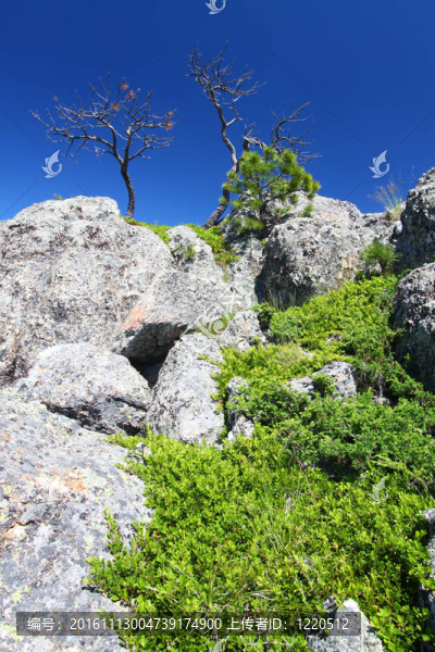 黑山國家森林