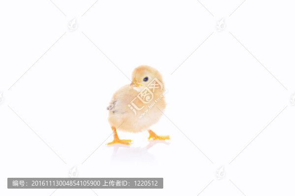 孤立的小雞。