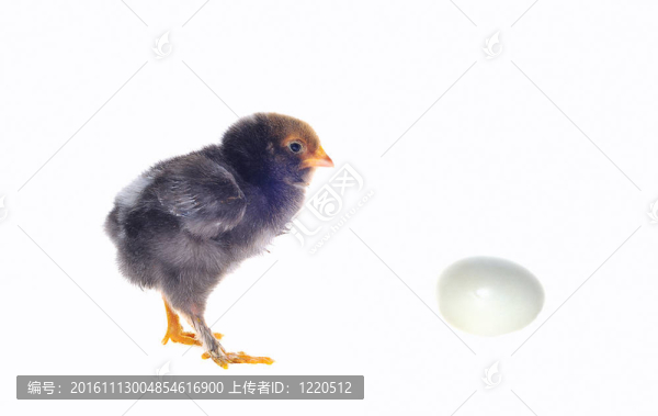 小雞。