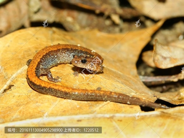 Redback,Salamander（Plethodon,cinereus）