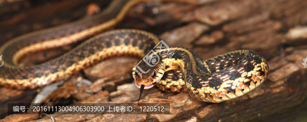 Garter,Snake（Thamnophis,sirtalis）