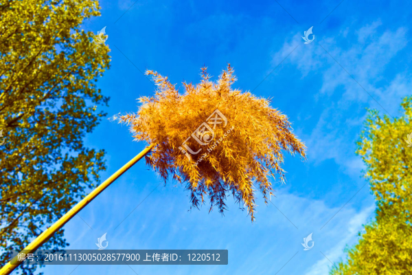 藍色天空盛開的蘆葦