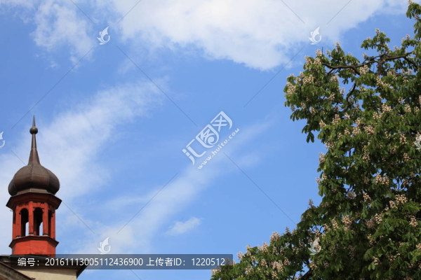 開花馬栗子樹