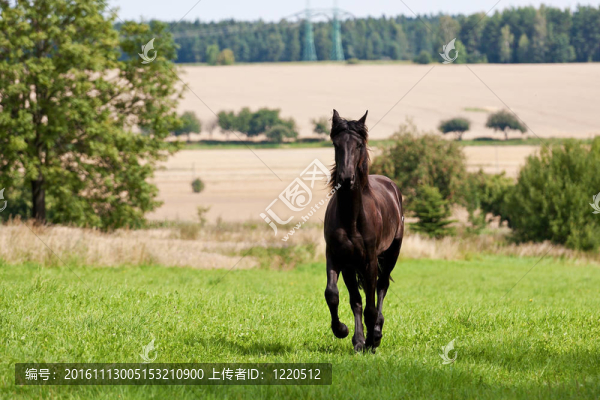弗里西亞馬