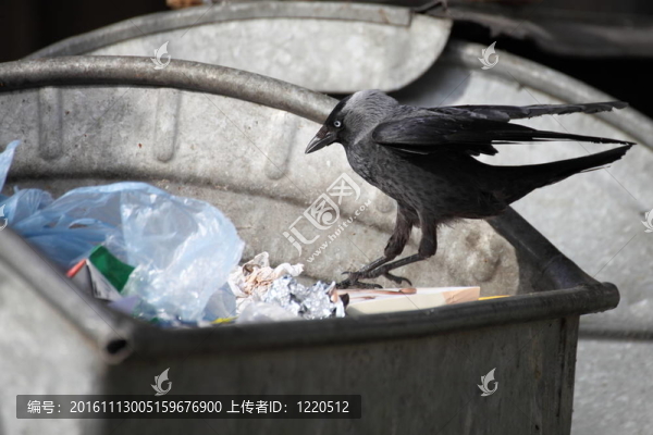 垃圾場上的鳥