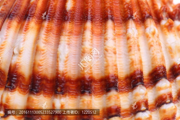 異國(guó)情調(diào)的殼