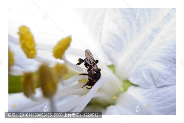 蜜蜂的大特寫