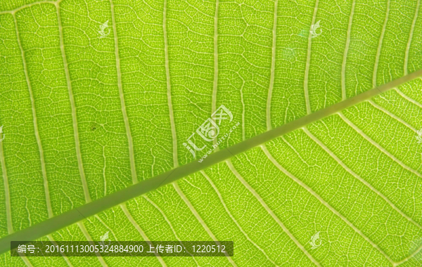 綠色的葉子紋理