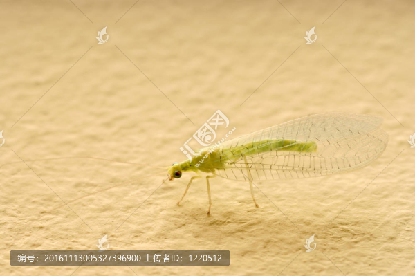昆蟲(chóng)Green,Lacewing