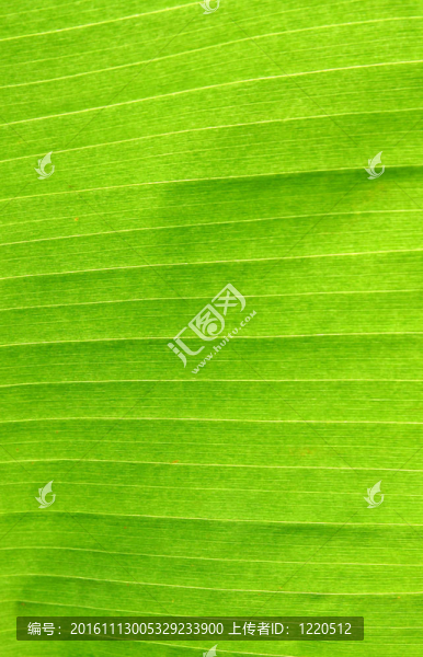 香蕉葉