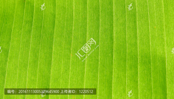 香蕉葉