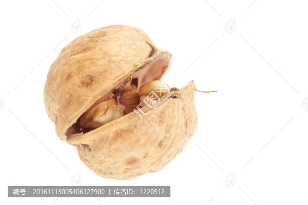 白色背景上分離的核桃仁