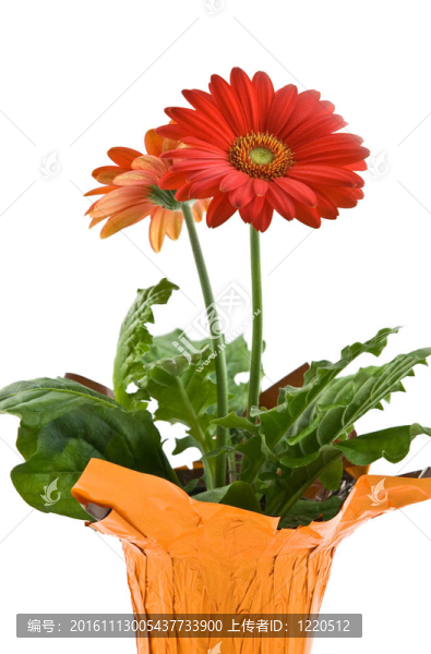 鮮艷的雛菊