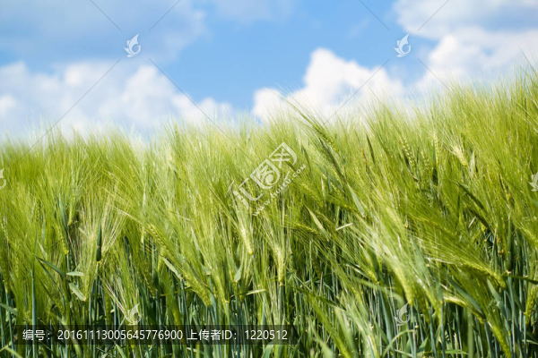 有機(jī)綠色顆粒