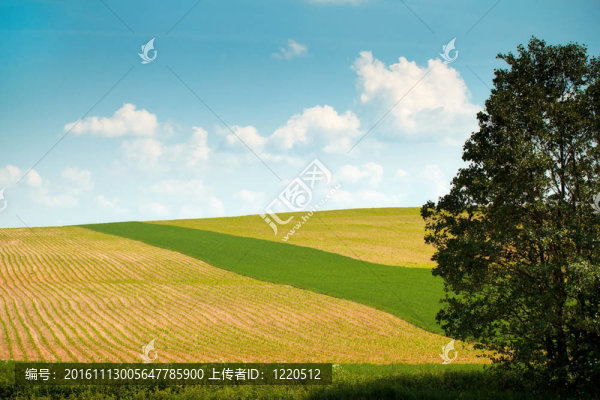 夏天的風景