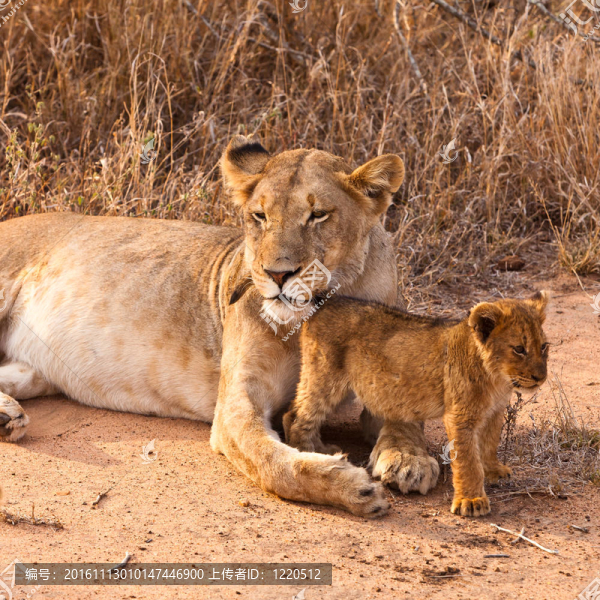 女獅子在草叢中行走