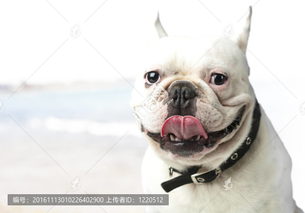 法國斗牛犬