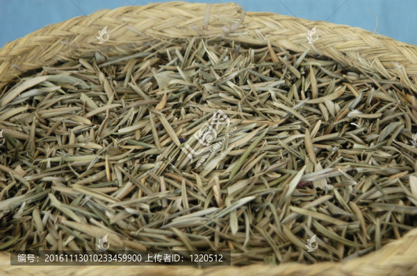 橄欖葉；草本植物