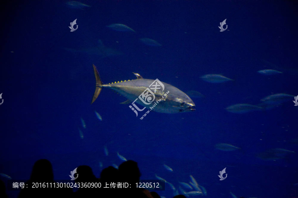 魚；鯊魚；金槍魚；在海水水族箱