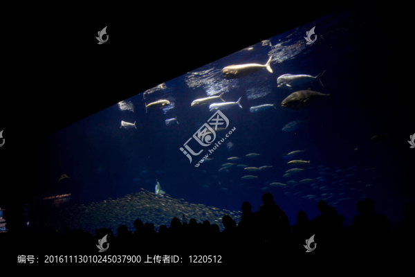 魚；鯊魚；金槍魚；在海水水族箱
