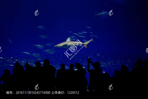 魚；鯊魚；金槍魚；在海水水族箱