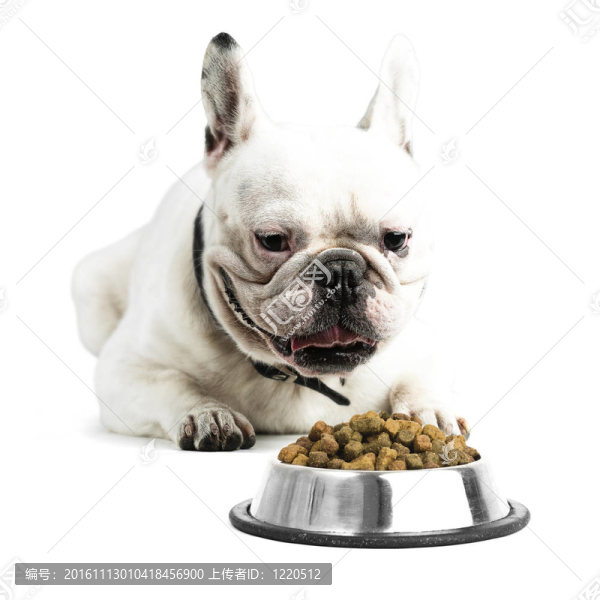 法國斗牛犬
