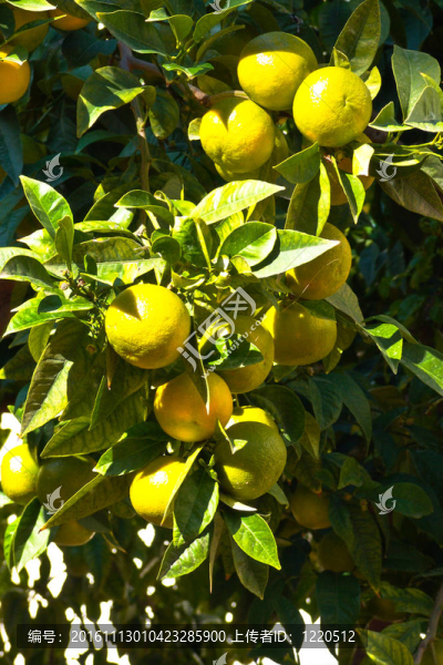 樹上的橙子