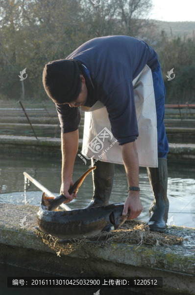 人工養(yǎng)殖鱘魚在Riofrio