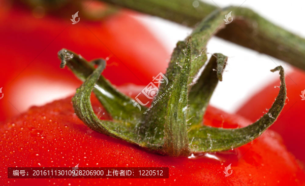 番茄大特寫(xiě)