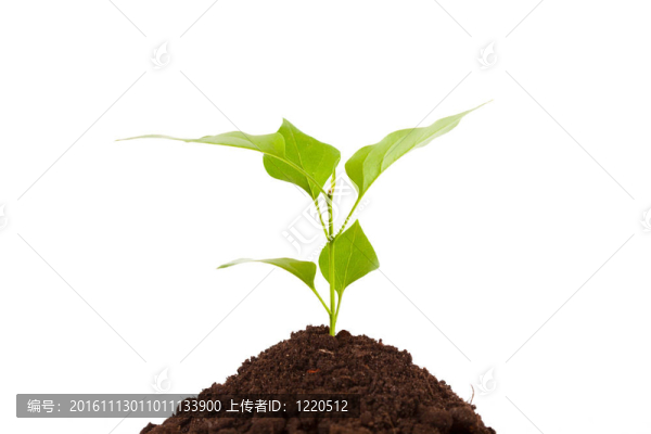 在白地上分離出葉子的綠色植物