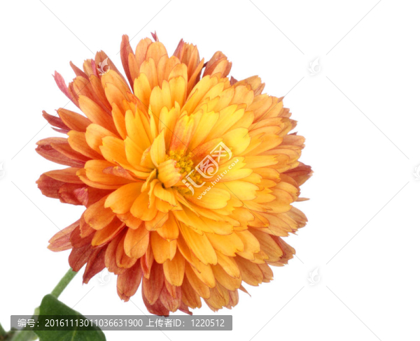 菊花頭分離