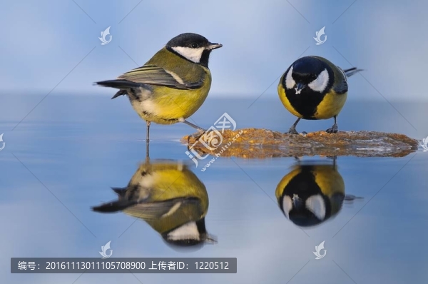 大山雀。