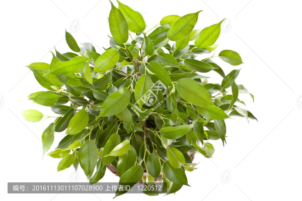 小的樹