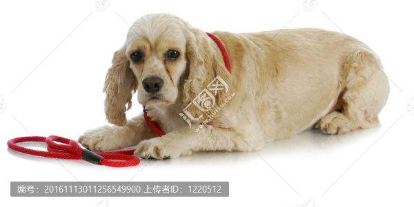 鏈子上的狗