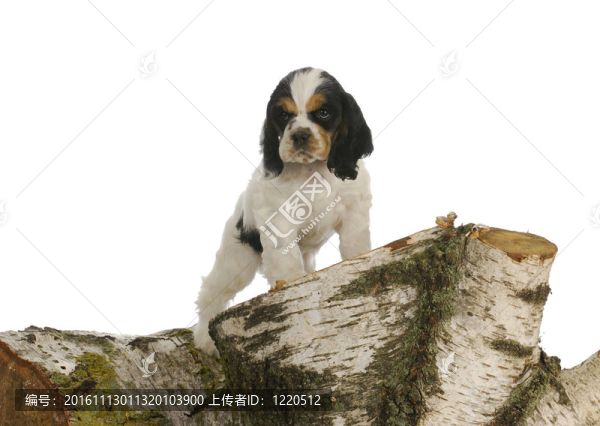 小狗的探索-匯圖網(wǎng) www.fosd68.com 小狗的探索