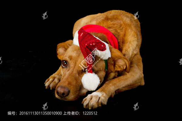 快樂的圣誕狗