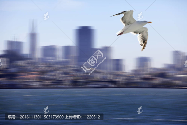 海鷗