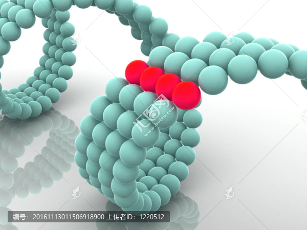 基因在DNA