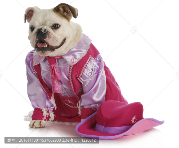 犬女牛仔