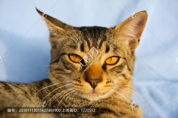 虎斑貓戶外陽(yáng)光-匯圖網(wǎng) www.fosd68.com 虎斑貓戶外陽(yáng)光