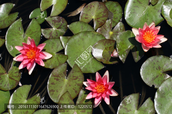 水百合