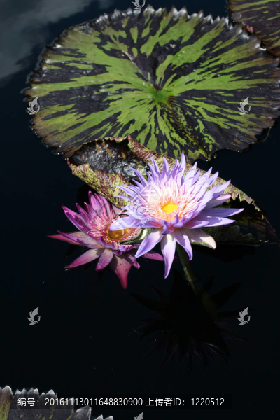 水百合