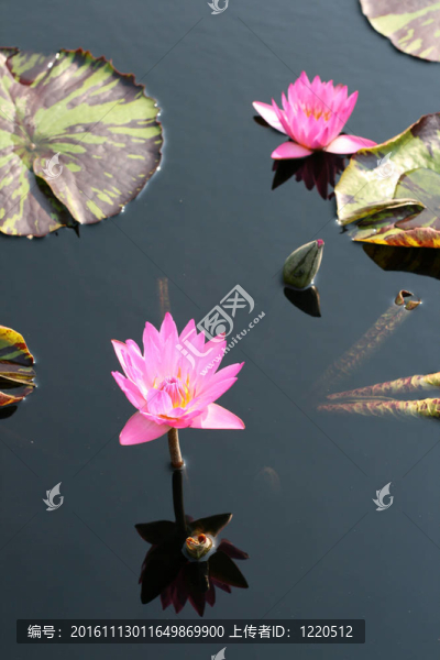 水百合