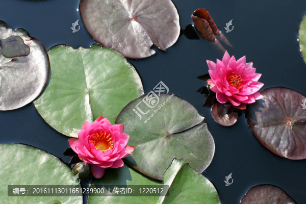 水百合