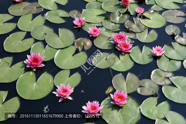 水百合